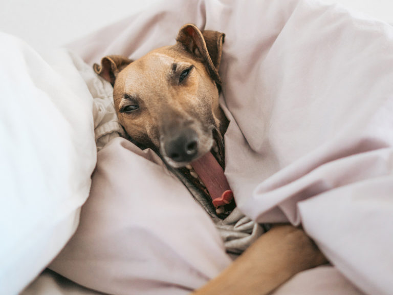 benefits of sleeping with your dog